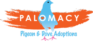 Palomacy Pigeon and Dove Adoptions Logo