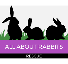All About Rabbits Rescue Inc. Logo