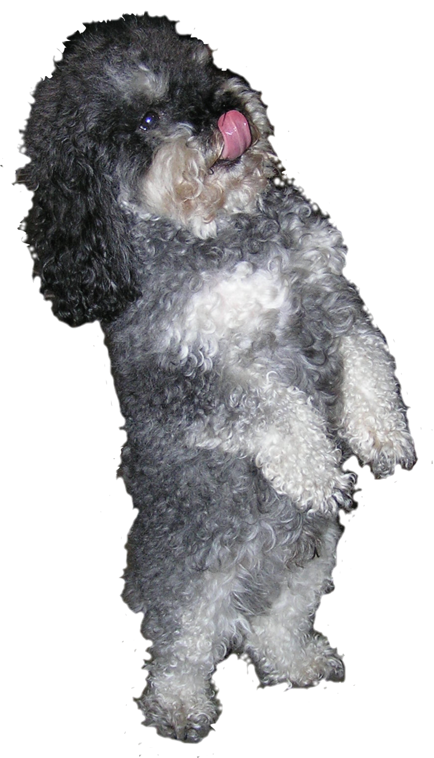 Chappy & Friends Logo